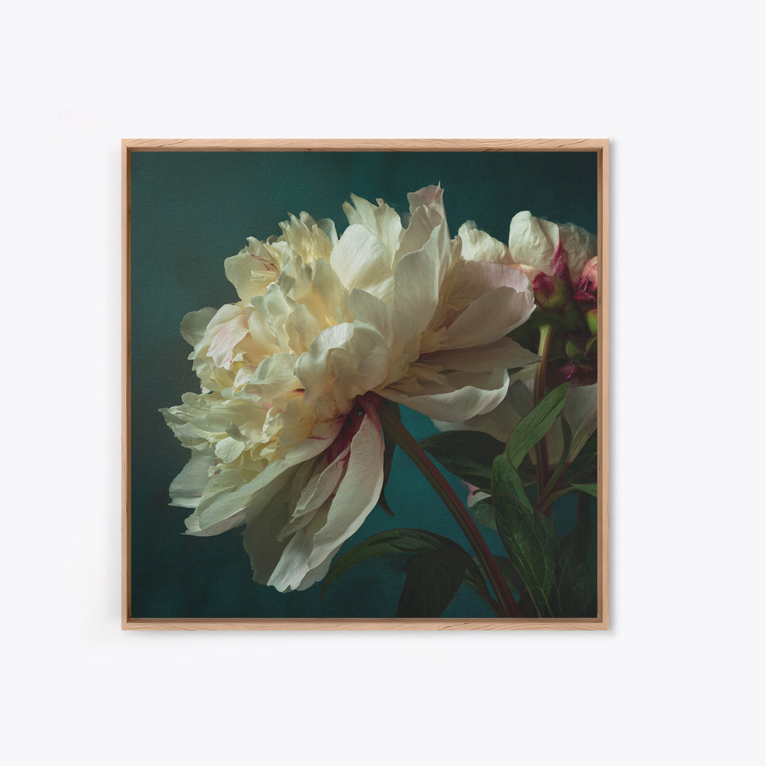 Romantic Neutral Peony Closeup Canvas Print, Master Bedroom, Vinyl Wall Decal, Bedroom Decor, Fine Art, Sanctuary, MAS-1x1-26