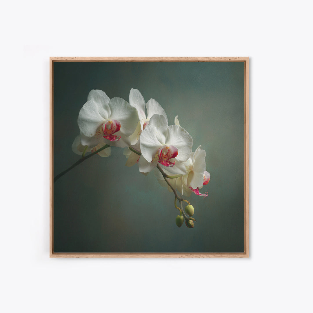White Orchids Against Warm Gray Background Framed Canvas Print, Master Bedroom, Bedroom Decor, Abstract Art, Sanctuary, MAS-1x1-57