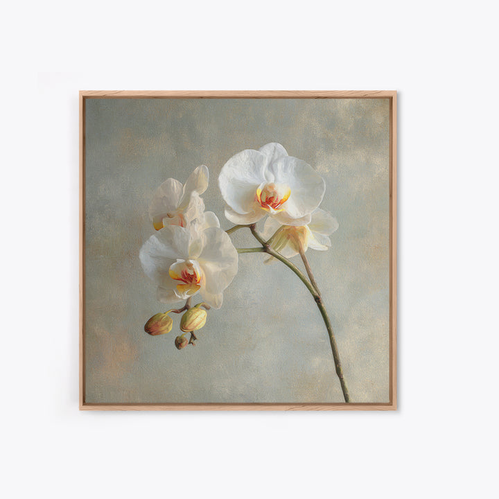 White Orchids Against Warm Gray Background Canvas Print, Master Bedroom, Art Print, Bedroom Decor, Fine Art, Sanctuary, MAS-1x1-81