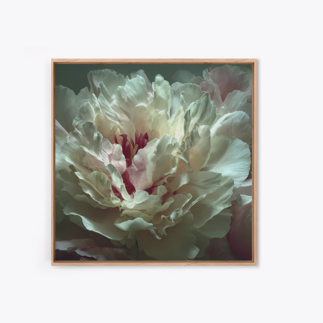 Romantic Neutral Peony Closeup Canvas Print, Master Bedroom, Textured Painting, Bedroom Decor, Fine Art, Sanctuary, Wall Decal, MAS-1x1-98