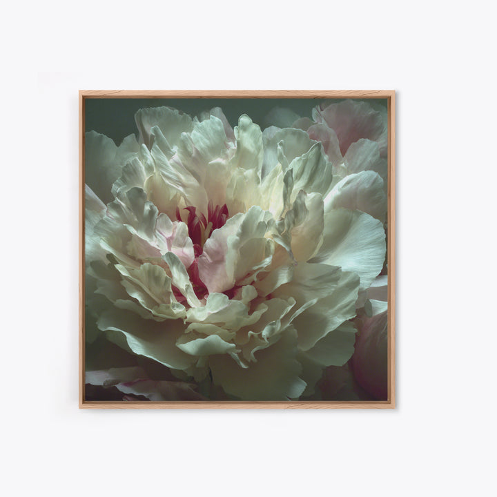 Romantic Neutral Peony Closeup Canvas Print, Master Bedroom, Textured Painting, Bedroom Decor, Fine Art, Sanctuary, Wall Decal, MAS-1x1-98