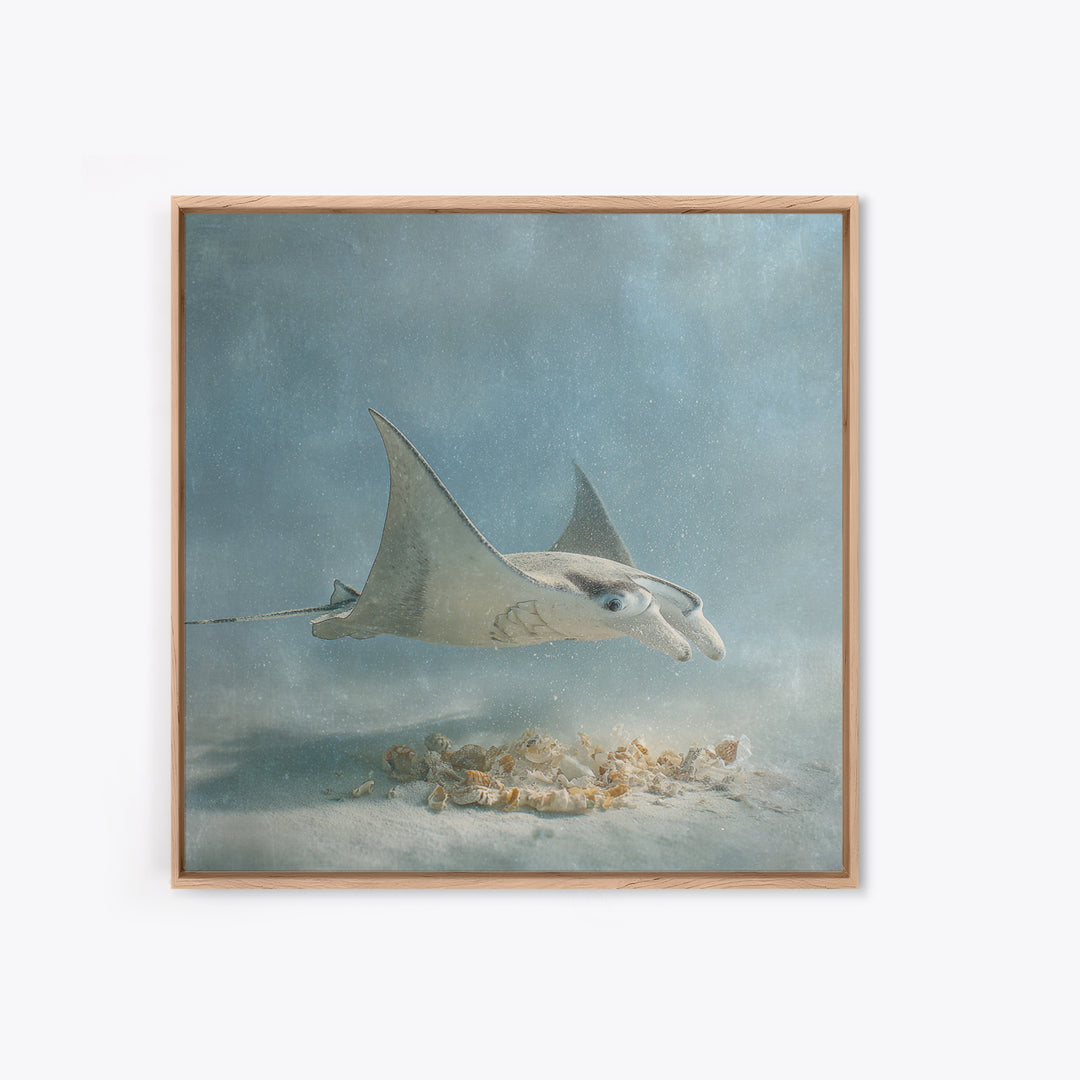 Manta Ray Flying Through Underwater Light Framed Canvas Print, Marine Life Art, Ocean Prints, Living Room Decor, Marine, MLA-1x1-38