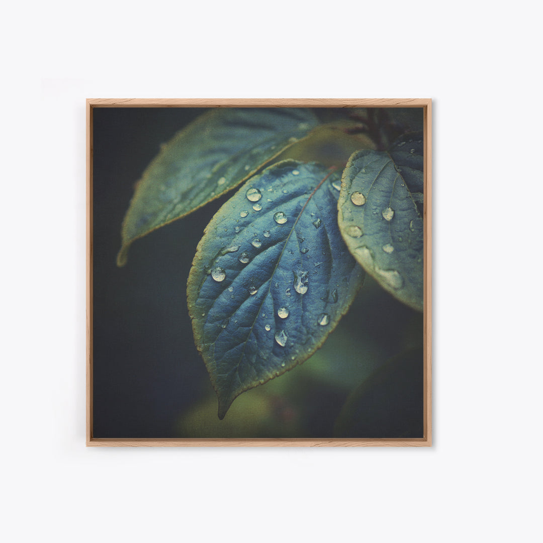 Rain Drops on a Large Green Leaf Framed Canvas Print, Nature Art, Statement Artwork, Living Room Decor, Fine Art, Nature, NAT-1x1-33