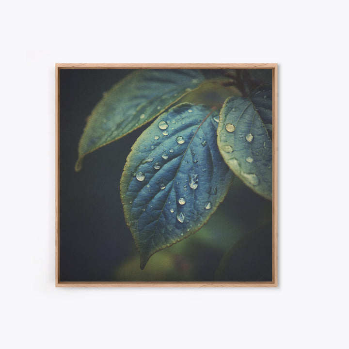 Rain Drops on a Large Green Leaf Framed Canvas Print, Nature Art, Statement Artwork, Living Room Decor, Fine Art, Nature, NAT-1x1-33