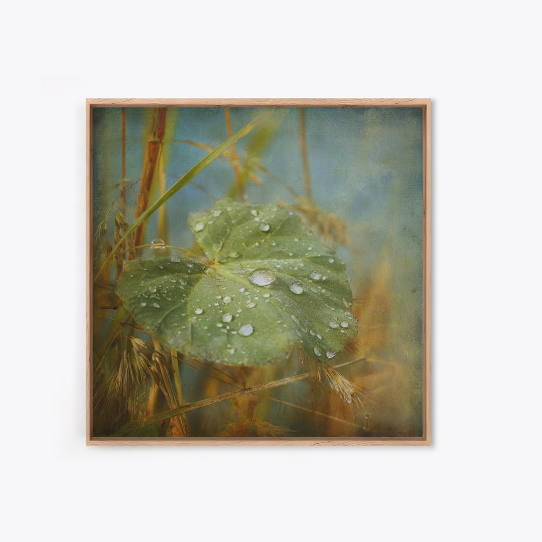 Rain Drops on a Large Green Leaf Framed Canvas Print, Nature Art, Statement Artwork, Living Room Decor, Fine Art, Nature, NAT-1x1-57