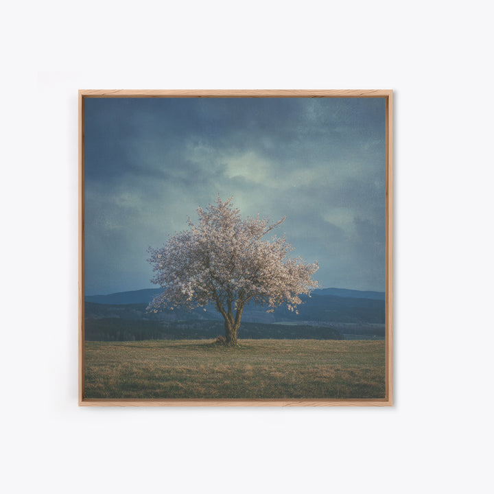 Spring Cherry Blossoms Framed Canvas Print, Nature Art, Modern Wall Art, Living Room Decor, Fine Art, Nature, Mountain Art, NAT-1x1-64