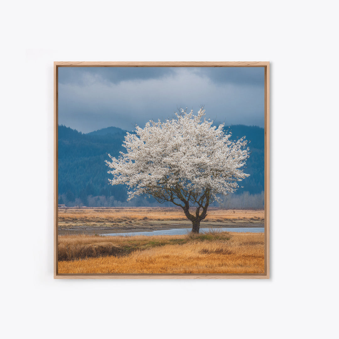Spring Cherry Blossoms Framed Canvas Print, Nature Art, Textured Painting, Living Room Decor, Fine Art, Nature, NAT-1x1-88
