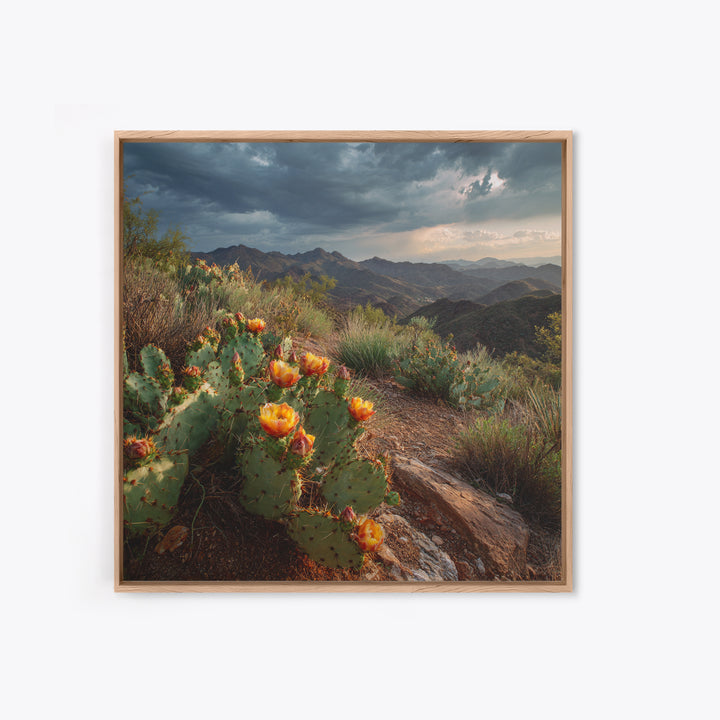 Desert Cactus Blooming After Rain Canvas Print, Nature Art, Nature Wall Art, Living Room Decor, Fine Art, Nature, NAT-1x1-92