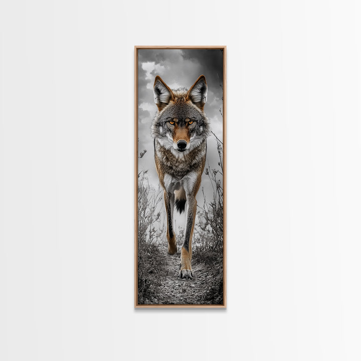 Intense Coyote Stare Framed Canvas Print | Wildlife Wall Art | Rustic Decor | Moody Art | Southwest Wall Art | Above Sofa Art | Gift Idea
