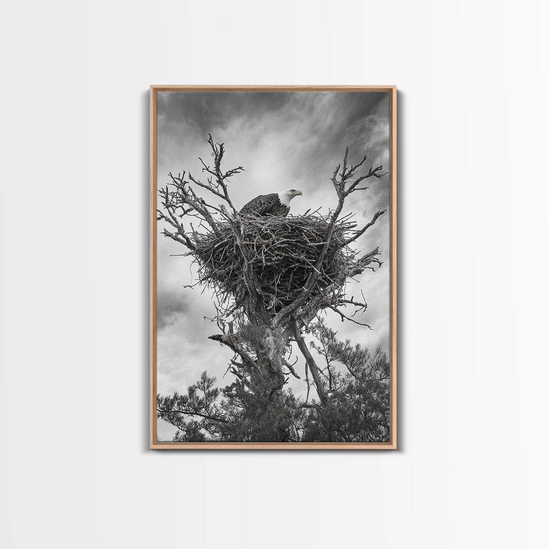 Bald Eagle, bird art, nature photography, moody art, rustic decor, patriotic wall art, black and white, framed canvas print, wildlife art