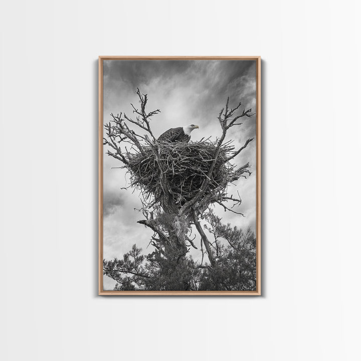 Bald Eagle, bird art, nature photography, moody art, rustic decor, patriotic wall art, black and white, framed canvas print, wildlife art