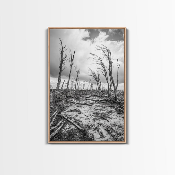Windblown Trees, stormy sky, moody landscape, wabi sabi art, black and white, framed canvas print, rustic decor, nature photography