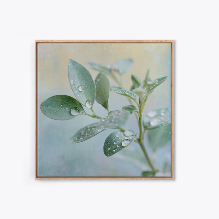Rain on Leaves Framed Canvas Print, Spa Art, Art Print, Spa Decor, Serenity, Botanical Art, Nature Prints, Travel Poster, SPA-1x1-40