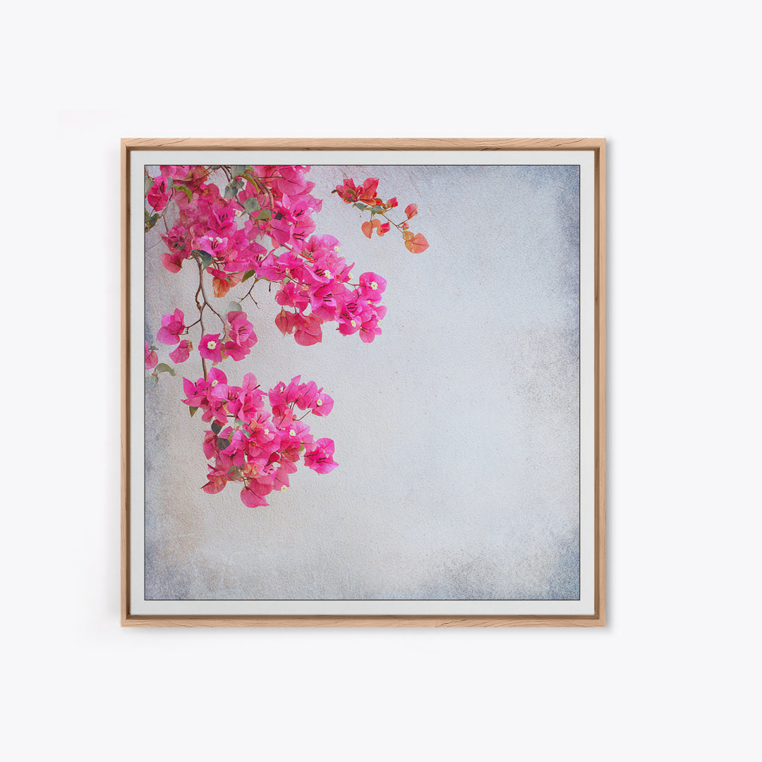 Pink Bougainvillea over White Wall Framed Canvas Print, Tropical Art, Room Decor, Living Room Decor, Fine Art, Tropic, TRO-1x1-40
