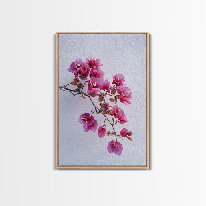 Pink Bougainvillea over White Wall Framed Canvas Print, Tropical Art, Modern Decor, Living Room Decor, Fine Art, Tropic, TRO-2x3-24