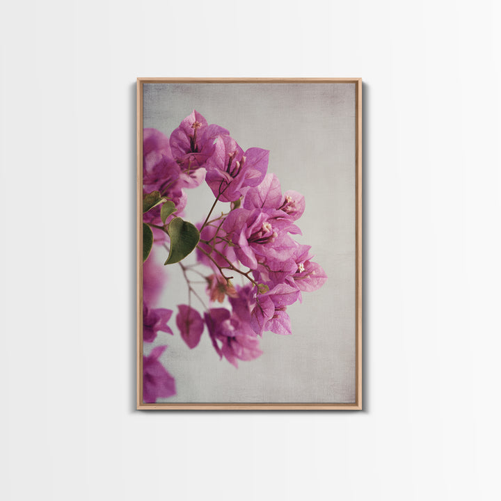 Pink Bougainvillea over White Wall Canvas Print, Tropical Art, Abstract Painting, Living Room Decor, Fine Art, Tropic, TRO-2x3-96