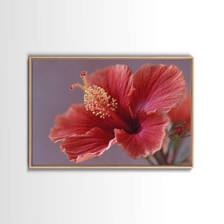 Hibiscus Flower Closeup Framed Canvas Print, Tropical Art, Fine Art Print, Living Room Decor, Watercolor Art, Tropic, TRO-3x2-81