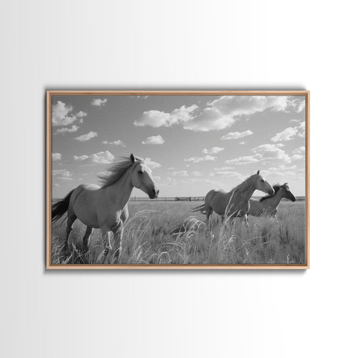 Fine Art Framed Canvas Print, Metal Art, Black & White Photo of Wild Mustangs, Horse Art, American Horses Landscape / Nature / Wildlife Art