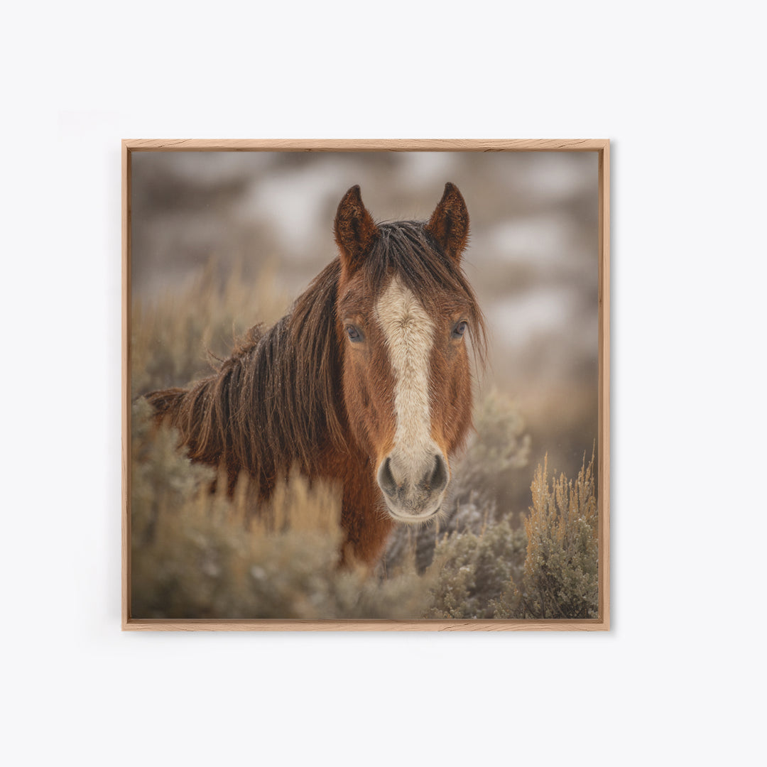 Wild Horse Portrait Framed Canvas Print, Wall Art, Boho Decor, Living Room Decor, Fine Art, Painting, Art Print, WAL-1x1-37