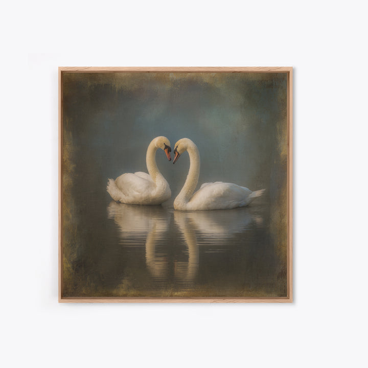 Two Swans Forming a Heart on Dark Canvas Print, Wedding Art, Unique Wedding Gift, Living Room Decor, Fine Art, Romance, WED-1x1-50