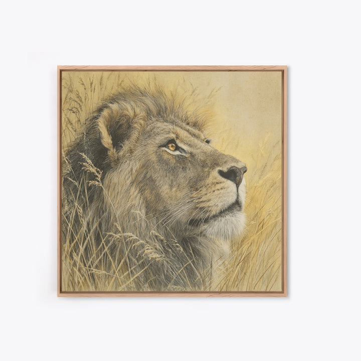 Lion Emerging from Golden Savanna Grass Framed Canvas Print, Wildlife Art, Rustic Home Decor, Living Room Decor, Fine Art, Wild, WIL-1x1-1