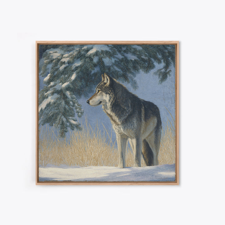 Wolf Standing Beneath Snowy Pine Trees Framed Canvas Print, Wildlife Art, Canvas Print, Living Room Decor, Fine Art, Wild, WIL-1x1-27