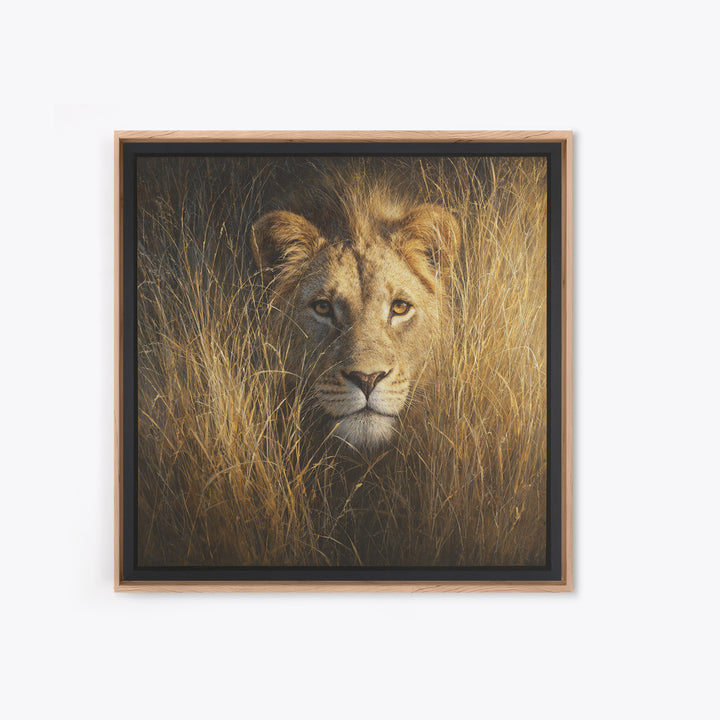 Lion Emerging from Golden Savanna Grass Canvas Print, Wildlife Art, Modern Decor, Living Room Decor, Fine Art, Wild, Home Decor, WIL-1x1-49