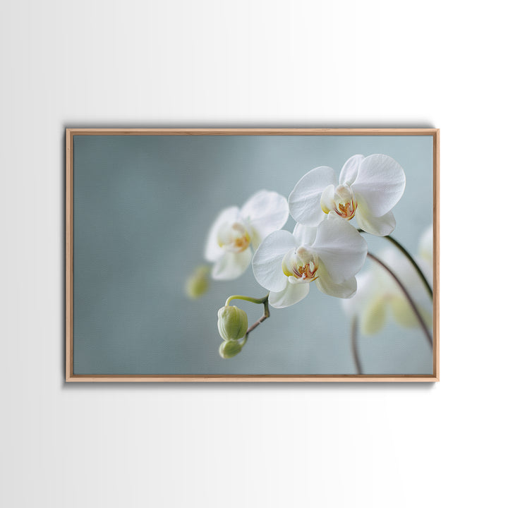 White Orchid on Light Gray Ground Canvas Print, Waiting Room Art, Digital Art Print, Waiting Room Decor, Fine Art, Calm, WRA-3x2-11