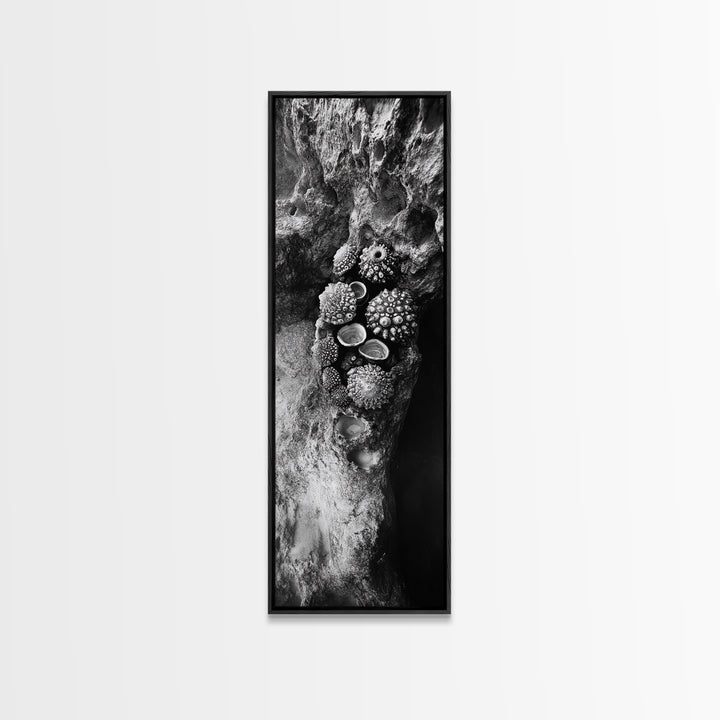 Tide Pool Life, Sea Creatures, Textured Nature, Ocean Details, Shell Art, Framed Canvas Print, Bathroom Wall Art, Coastal Boho Vibes