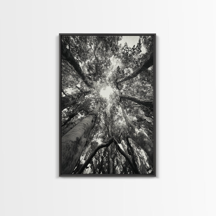 Tree Canopy, Forest Light, Upward View, Canvas Print, Woodland Wall Art, Living Room Decor, Nature Perspective Photography