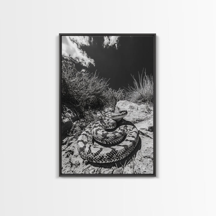 Coiled Snake, Desert Predator, Wild Reptile, Framed Canvas Print, Nature Wildlife Art, Den or Office Decor, Monochrome Animal Photography