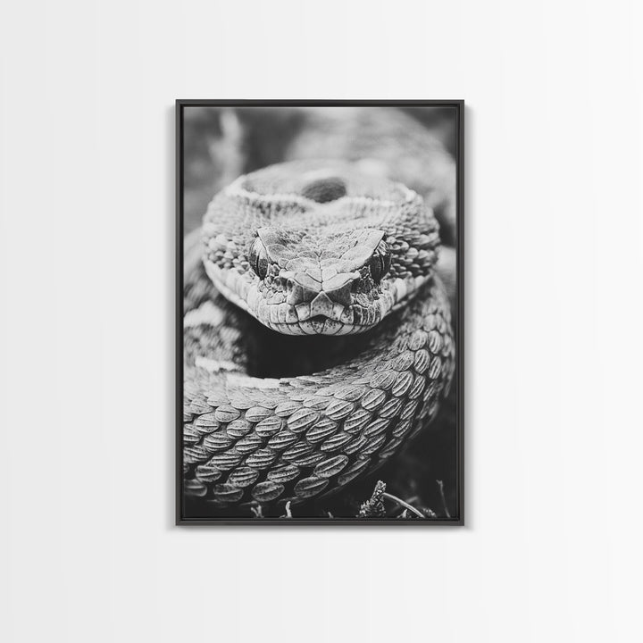 Rattlesnake Face, Coiled Closeup, Venomous Gaze, Canvas Print, Macro Wildlife Wall Art, Reptile Decor, Intense Black White Photography