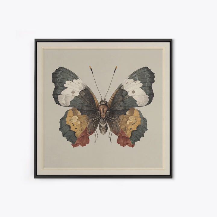 Butterfly Specimen Composition Framed Canvas Print, Animal Art, Original Art, Living Room Decor, Creature, Trendy Wall Art, ANI-1x1-47