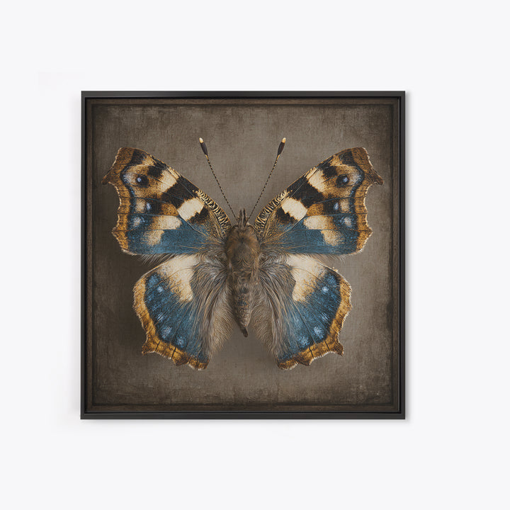 Butterfly Specimen Composition Canvas Print, Animal Art, Neutral Decor, Living Room Decor, Fine Art, Creature, Wall Art, ANI-1x1-95