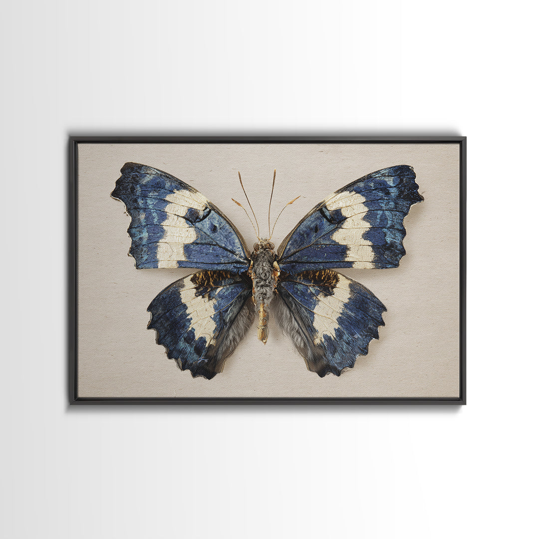 Butterfly Specimen Composition Framed Canvas Print, Animal Art, Farmhouse Decor, Living Room Decor, Fine Art, Creature, ANI-3x2-27