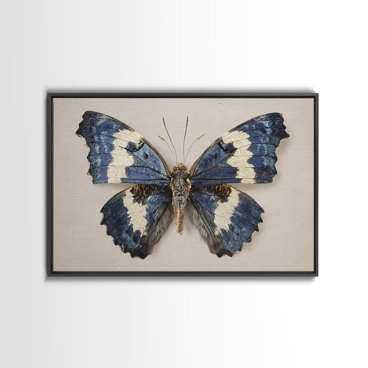 Butterfly Specimen Composition Framed Canvas Print, Animal Art, Farmhouse Decor, Living Room Decor, Fine Art, Creature, ANI-3x2-27