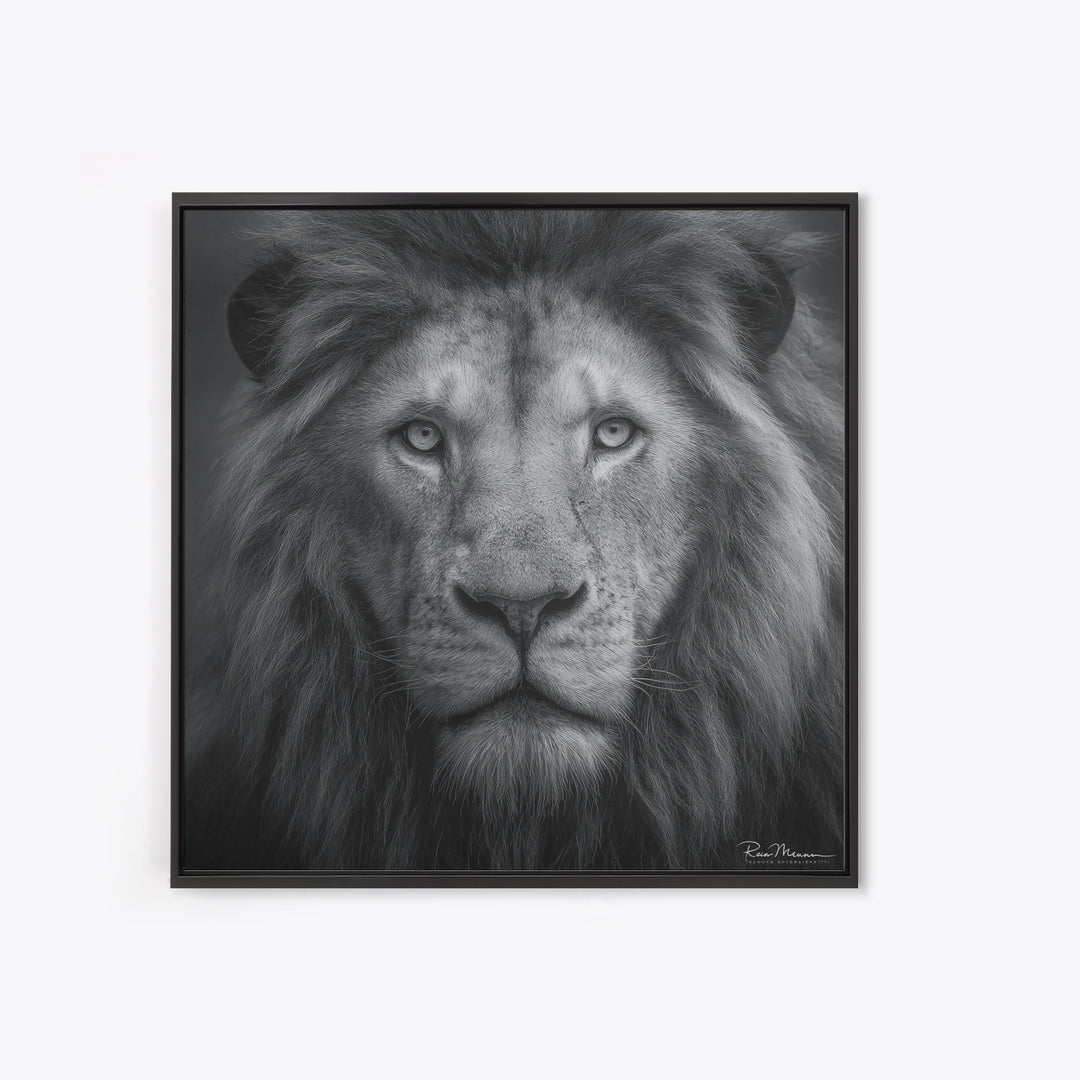Dramatic Black and White Lion Portrait Canvas Print, Black and White Art, Gallery Decor, Living Room Decor, Monochrome, BAW-1x1-17
