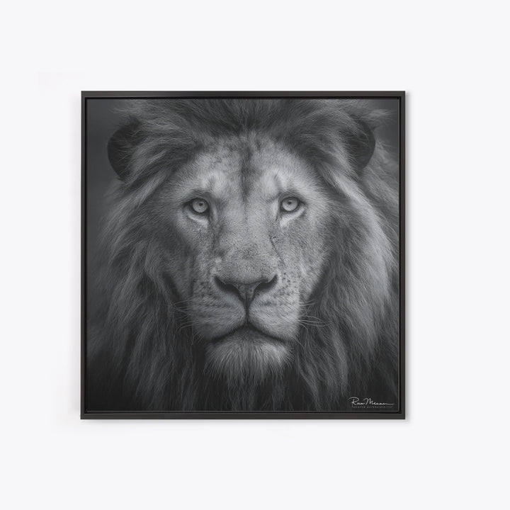 Dramatic Black and White Lion Portrait Canvas Print, Black and White Art, Gallery Decor, Living Room Decor, Monochrome, BAW-1x1-17