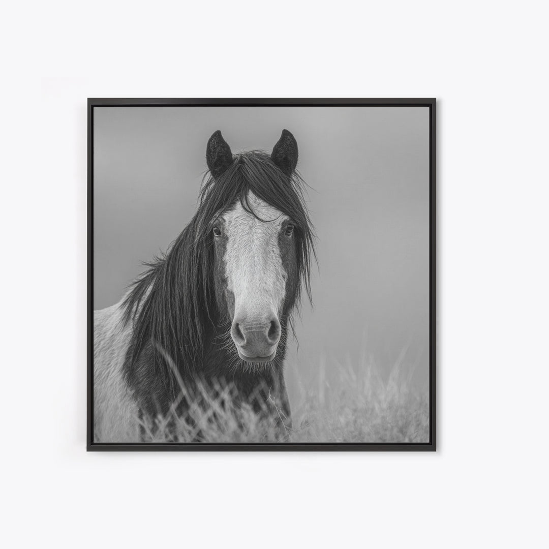 Black and White Wild Horse Portrait Canvas Print, Black and White Art, Fine Art Print, Living Room Decor, Oil Painting, BAW-1x1-5