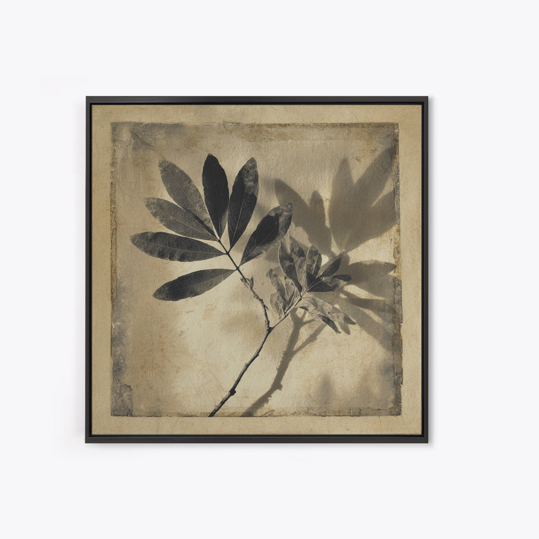 Black and White Botanical Specimen Plate Canvas Print, Black and White Art, Cabin Decor, Living Room Decor, Monochrome, BAW-1x1-71