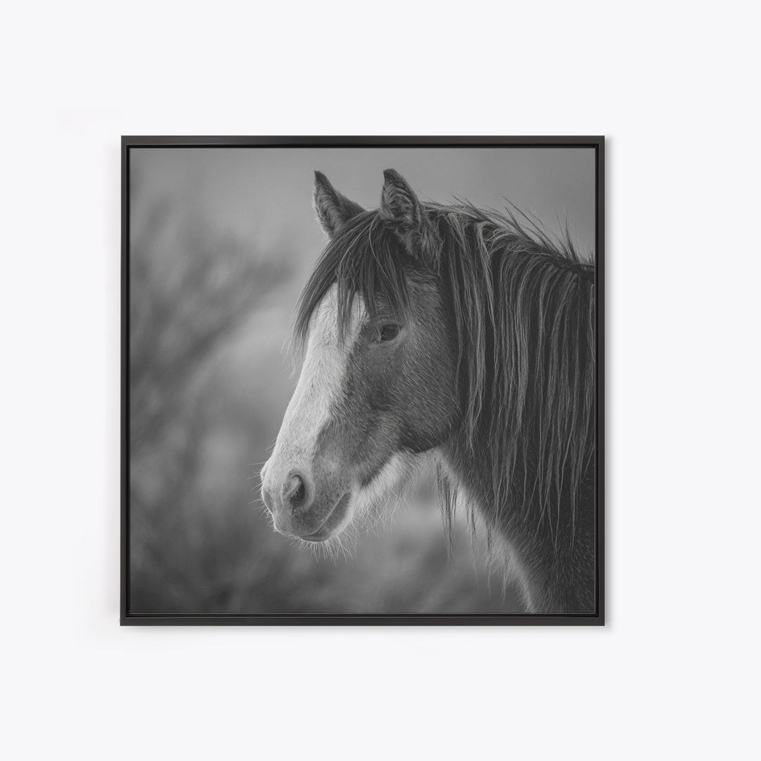 Black and White Wild Horse Portrait Canvas Print, Black and White Art, Art, Living Room Decor, Monochrome, Original Art, BAW-1x1-77