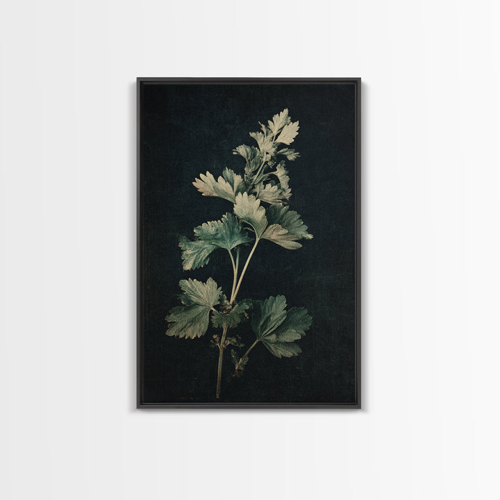 Black and White Botanical Specimen Plate Canvas Print, Black and White Art, Fine Art Print, Living Room Decor, Monochrome, BAW-2x3-7
