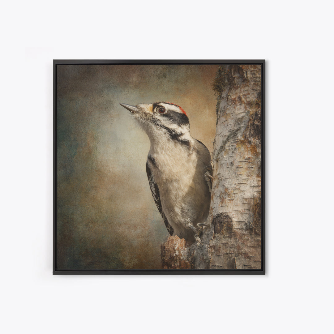 Woodpecker on Birch Bark Texture Framed Canvas Print, Bird Art, Luxury Decor, Living Room Decor, Oil Painting, Flight, BIR-1x1-93