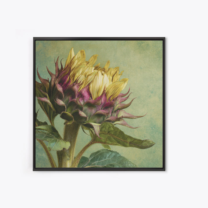 Sunflower Head Closeup Framed Canvas Print, Botanical Art, Framed Wall Art, Living Room Decor, Botanic, Boho Wall Decor, BOT-1x1-16