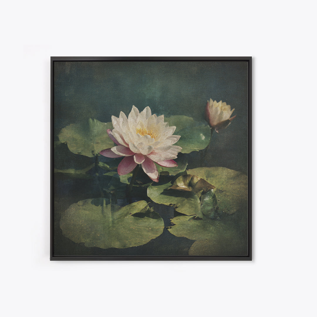 Lotus Flower and Lily Pads on Still Canvas Print, Botanical Art, Framed Wall Art, Living Room Decor, Fine Art, Botanic, BOT-1x1-19