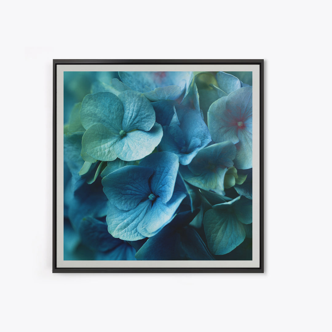 Blue Hydrangea Cluster Framed Canvas Print, Botanical Art, Modern Wall Art, Living Room Decor, Fine Art, Botanic, BOT-1x1-66