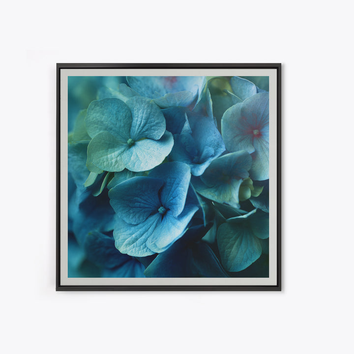 Blue Hydrangea Cluster Framed Canvas Print, Botanical Art, Modern Wall Art, Living Room Decor, Fine Art, Botanic, BOT-1x1-66