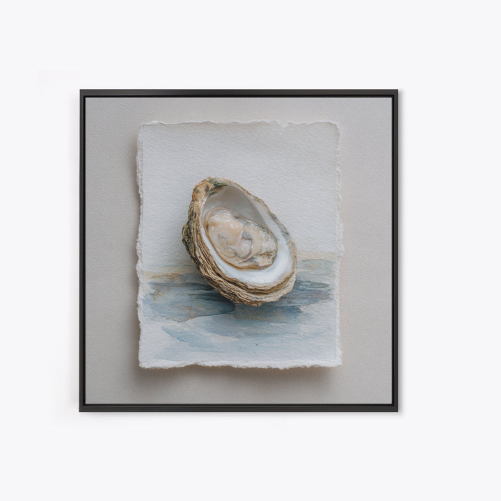 Oyster Shell Study Framed Canvas Print, Coastal Art, Beach Art, Coastal Decor, Oil Painting, Coastal, Room Decor, COA-1x1-51