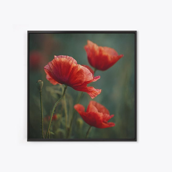 Poppy Field with Red Petals and Green Framed Canvas Print, Floral Art, Gallery Decor, Living Room Decor, Fine Art, Bloom, FLO-1x1-32