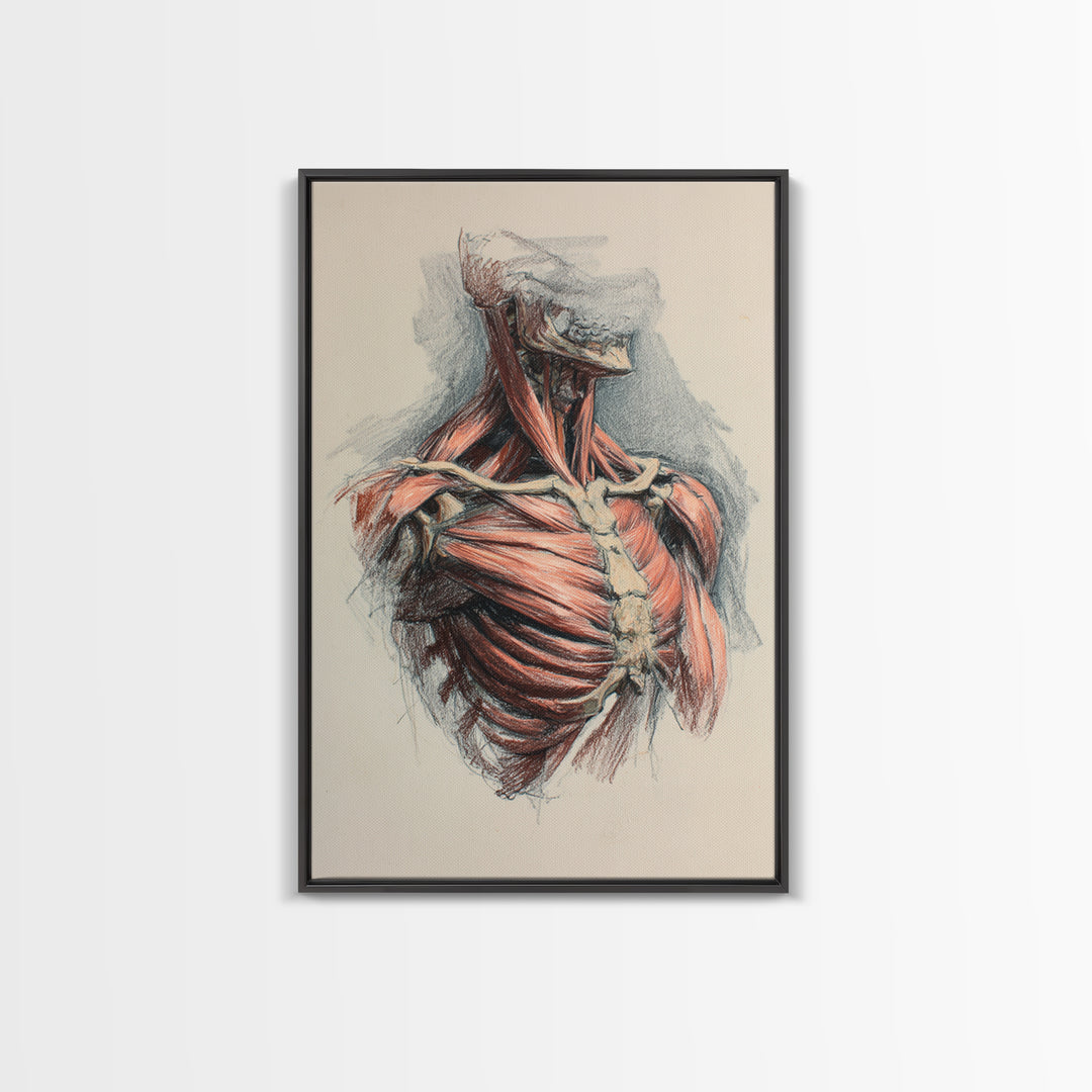 Anatomical Muscle Study Framed Canvas Print, Fitness Studio Art, Modern Decor, Gym Decor, Abstract Art, Motion, FSA-2x3-17